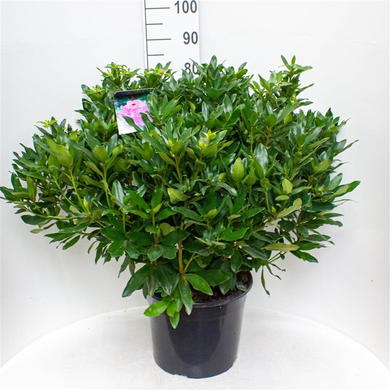 Rhododendron – Rhododendron ponticum - C20 60-70 CM